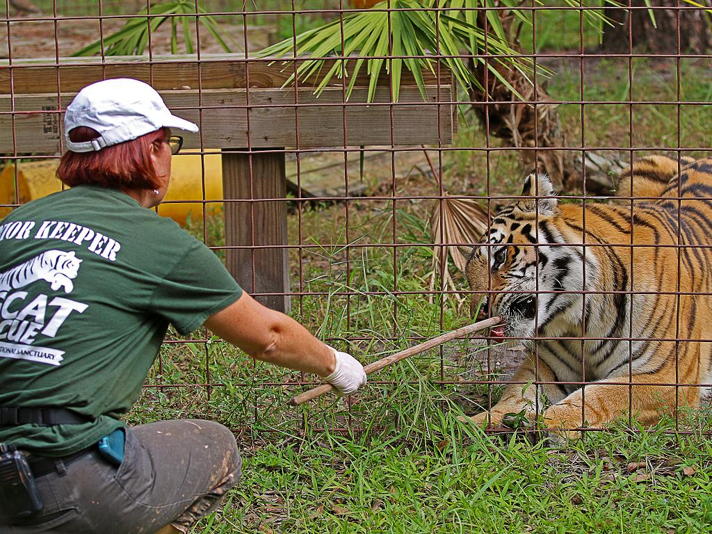 A tiger in the Big Cat Rescue